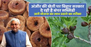 Fig farming: अंजीर की खेती पर बिहार सरकार दे रही है बंपर सब्सिडी, जानें योजना का लाभ उठाने का तरीका